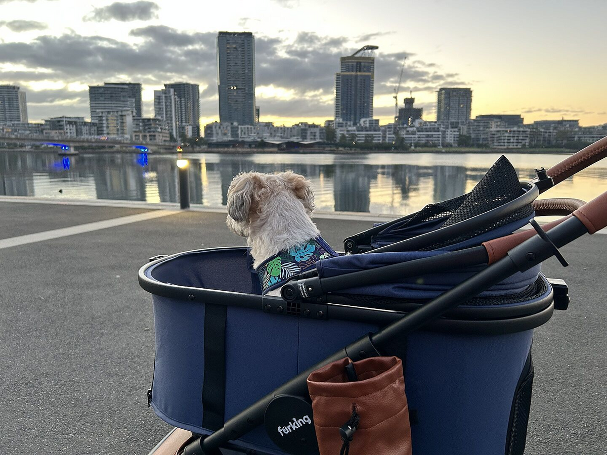 Are Pets Allowed On Australian Public Transport? The Full 2026 State-By-State Guide