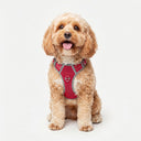 Best No Pull Dog Harness | Fur King Ultimate No Pull Harness