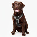Fur King Ultimate No Pull Harness